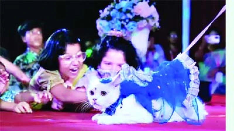 Cat Show Image